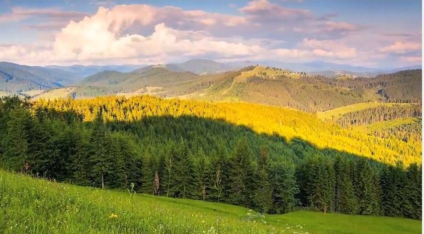 Agjencia e Pyjeve të Kosovës bën thirrje për mbrojtjen e pyjeve nga zjarret